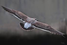 Seagull Photography Seagulls Wingspan Seagull Flying Seagull Seagulls Flying Photography