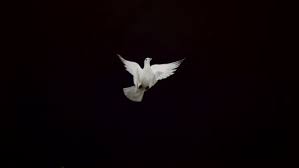 $0.99 to buy listen now buy song $0.99. White Pigeon Flying On Black Background Ultra Slow Motion By Atwstock
