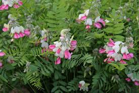Image result for Tephrosia lupinifolia