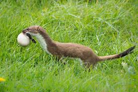 Stoat With Egg By Ian Calland On 500px Stoat Animals Mammals