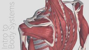 Therefore, some experts will suggest 639 total while others may suggest there are more. Introduction To The Muscular System Animated Tutorial Complete Anatomy Youtube