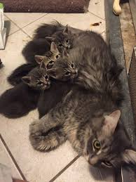 yavrularina tamamen kendini adamis 20 fedakar anne kedi cute kittens guzel kediler hayvan bebekler