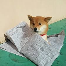 Kotatsu Doge Dogsofinstagram Puppy Shiba Shibainu Shibe 2020