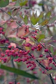 Als baum oder strauch kann die karminrot blühende pflanze vier bis zehn meter hoch werden und einen entsprechenden umfang aufweisen. 12 Straucher Mit Roten Beeren Freudengarten