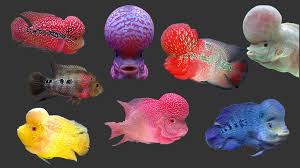 Types Of Flowerhorn Flowerhorn Cichlids Oscar Fish Cool Easy Drawings