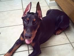 Ear cropping was done to make the dog look more intimidating. At What Age Can You Crop A Doberman S Ears Doberman Planet