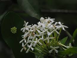 Image result for Ixora praetermissa