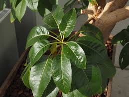 Image result for Phytolacca dioica