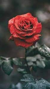 اجمل صور خلفيات ايفون 2019 iphone wallpaper wallpaper iphone roses rose wallpaper red roses wallpaper