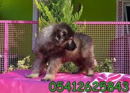Bestdog Heaven Adli Kullanicinin Kafkas Coban Kopegi 05412625853 Panosundaki Pin Coban Kopegi Kopek Coban Kopekleri