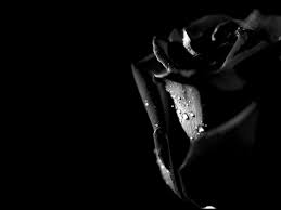 Black Rose 3d Wallpapers Top Free Black Rose 3d Backgrounds Wallpaperaccess Abstract 3d cinema 4d wallpapers.