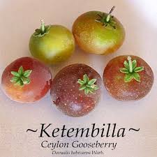 Image result for Dovyalis macrocalyx