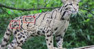 Kode Alam Kode Alam Togel Kode Alam Binatang Kode Alam Kucing Hutan Langka
