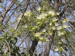 Image result for Maerua