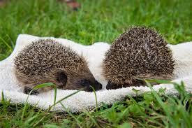 Es ist möglich, dass die mutter. Igel Tierauffangstation De