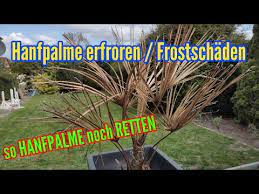 Deira, port saeed, emirates natl investment tower. Hanfpalme Frostschaden Hanfpalme Eingegangen So Konnt Ihr Die Hanfpalme Retten Youtube