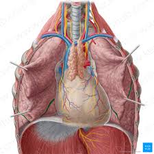Anatomy of the human lower body organs : List Of Human Organs Kenhub