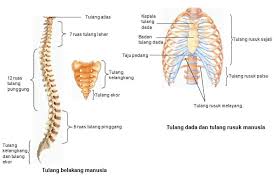 Check spelling or type a new query. Rangka Manusia Bagian Fungsi Penjelasan Proses Struktur Jenis