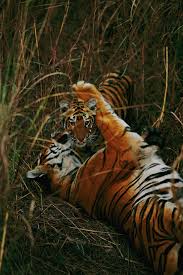 last tigers ...