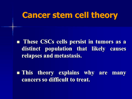 There are two primary types of testicular cancers: Stem Cells In Solid Tumors Cancer Stem Cell Csc Ppt Download