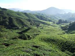 Book bus tickets from cameron highlands to ipoh with redbus.sg. A Road Trip Up North Cameron Highlands Ipoh Kuala Kangsar Penang Expatgo