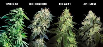 Check spelling or type a new query. Sea Of Green Sog Everything You Need To Know Sensi Seeds
