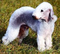 Bedlington Terrier All About This Unusual Looking Dog Breed