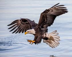 Birds That Look Like Bald Eagles Photo Of Flying White And Brown Eagle Concentration Photo White Brown Bald Eagle Fishing Feet Explored Eagle B In 2020 Bald Eagle Eagle Wallpaper Hd Wallpaper