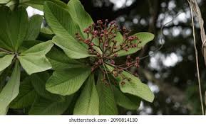 Image result for Synadenium kirkii