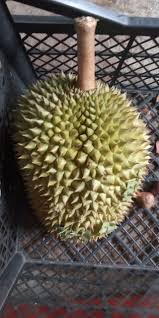 Harga jualan adalah disekitar rm 25.00 / 1 liter. 30 Tahun Tanam Pokok Durian Tak Berbuah Tapi Lepas Praktik 5 Tip Ini Akhirnya Merasa Hasil Edisiviral