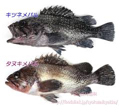 FoodsLink.jp フーズリンク