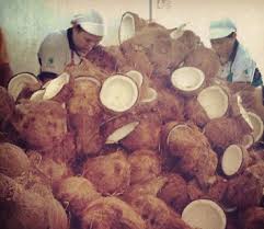 1) jika anda mahu kelihatan langsing dan sihat, guna minyak kelapa dara. Cara Membuat Minyak Kelapa Secara Alami Best Extra Virgin Coconut Oil