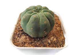 Matucana Madisoniorum Rare Cactus At Cactus At Seedsnpots Com Cacti And Succulents Cactus Succulents