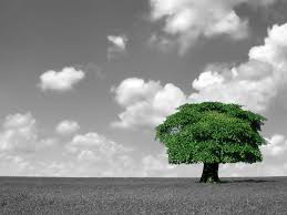 Black And White Nature Wallpaper Hd Green Tree Colour Splash Nature Photography Trees Color Splash Photography Splash Photography