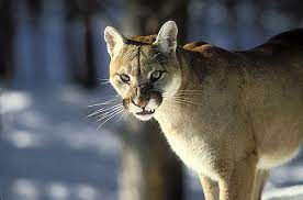 3772936634 58118e01ab Jpg 500 330 Wild Cats Black Footed Cat Black Mountain Lion