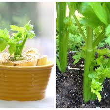 Create a hollow space in the center of the soil, then place the young celery plant, bottom down, into the pot. How To Grow Celery From A Stalk Dengarden