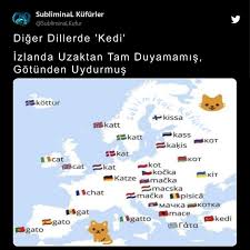 Diger Dillerde Kedi Izlanda Uzaktan Tam Duyamamis Gotunden Uydurmus 2020 Komik Alintilar Komik Alintilar