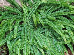 Image result for sleziník Asplenium