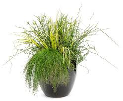 Image result for Isolepis