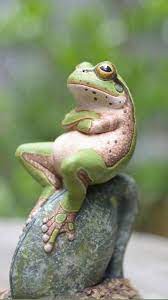 Animals Who Are Deep In Thought An Immersive Guide By Amazing Click