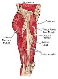 Ligaments, tendons, and muscles play an important role in the function of the hip. Hip Muscles Lateral View Hip Muscles Anatomy Hip Muscles Hip Joint Anatomy