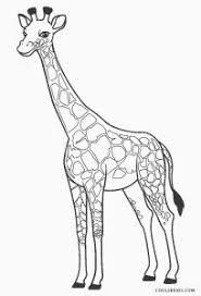 Free Printable Giraffe Coloring Pages For Kids Cool2bkids Giraffe Coloring Pages Giraffe Pictures Coloring Pages For Kids