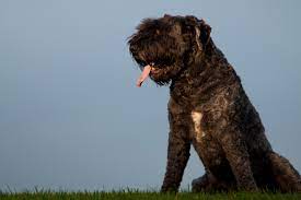 This video was made for the ambient wonder 'standing on the shoulders of giants' event at greenbelt '09. Hunderassen Hute Und Treibhunde Der Fci Gruppe 1 Bei Hunderassen De