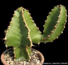 Image result for Euphorbia cooperi
