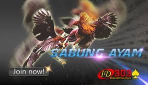 Sabung ayam peru sendiri memang sering digunakan dalam acara pertandingan laga ayam pisau peruvian cockfighting yang diselenggarakan secara nasional di salah satu negara di amerika latin. Kelebihan Sabung Ayam Peru Di Pertarungan Sabung Ayam Agenayamsabung S Diary