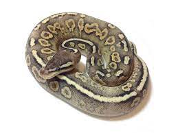 Pastel Black Pastel Phantom Yellow Belly Morph List World Of Ball Pythons Ball Python Cute Snake Python
