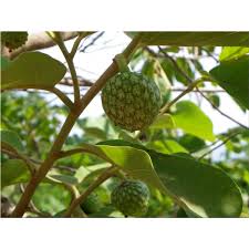Check spelling or type a new query. Buy Fruits Tree Seeds Online Rarexoticseeds