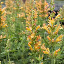 Aug 01, 2018 · a guide to deer resistant pollinator plants. Dazzling Deer Resistant Perennials Finegardening