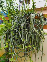 Image result for Cissus quadrangularis