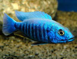 See full list on epicaquarium.com Electric Blue Hap Cichlid Arizona Aquatic Gardens